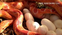 Cận cảnh quá trình đẻ trứng của loài rắn hổ mang - Thế giới động vật