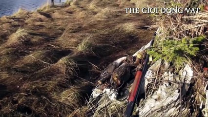 Chú chó thợ săn và hành trình săn bắn bầy vịt trời cùng chủ nhân của nó full HD