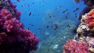The Coral Sea Particularly Sensitive Sea Area