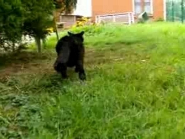 Cloture Pour Chat Antifugue Video Dailymotion