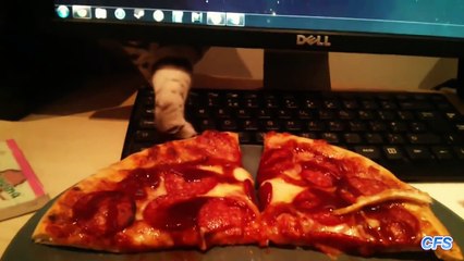 Des chats voleurs de pizzas