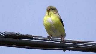 American Goldfinch  young male Chirping 1080p with Sony Cyber-shot DSC-HX300 on tripod