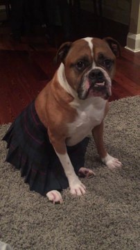 Déguiser son Bulldog en différents rôles de films : infirmière, étudiante, skieur...