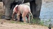 Un éléphanteau albinos Rose dans le parc Kruger en Afrique du Sud !