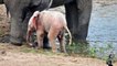 Ugly Adorable Albinos Pink Baby Elephant spotted in Kruger National Park, South Africa