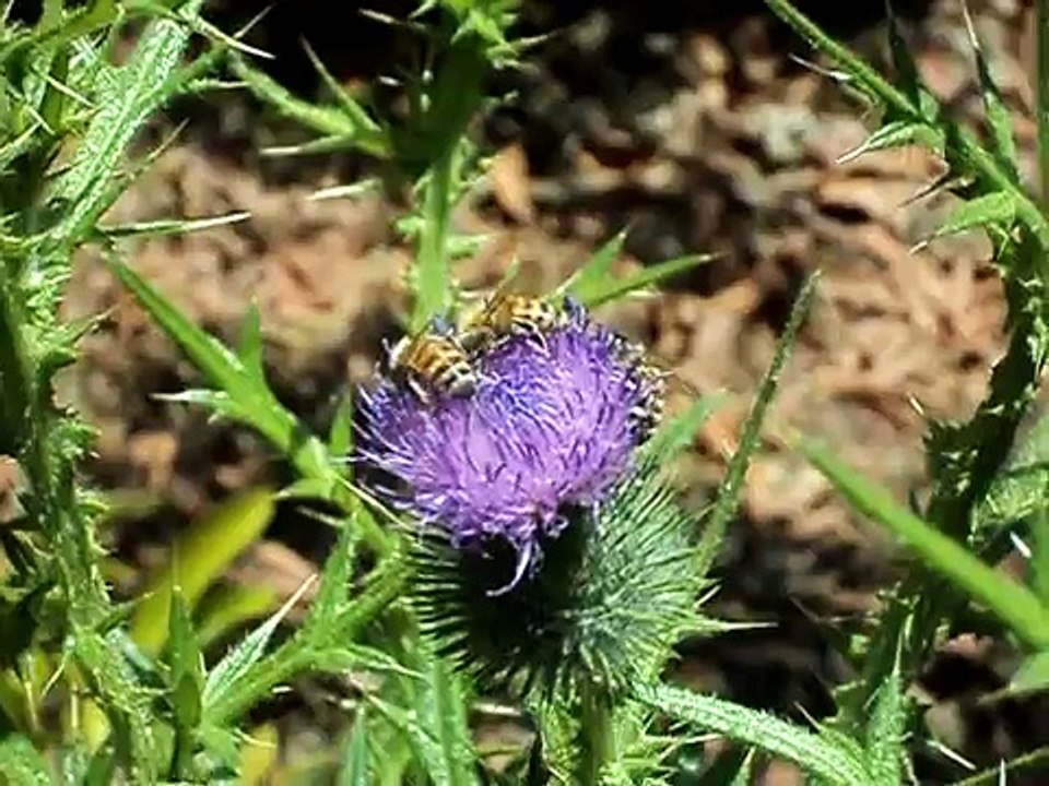 Abejas polinizando