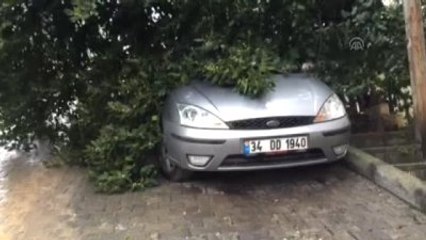 Fırtına Ağaçları Devirdi - İstanbul
