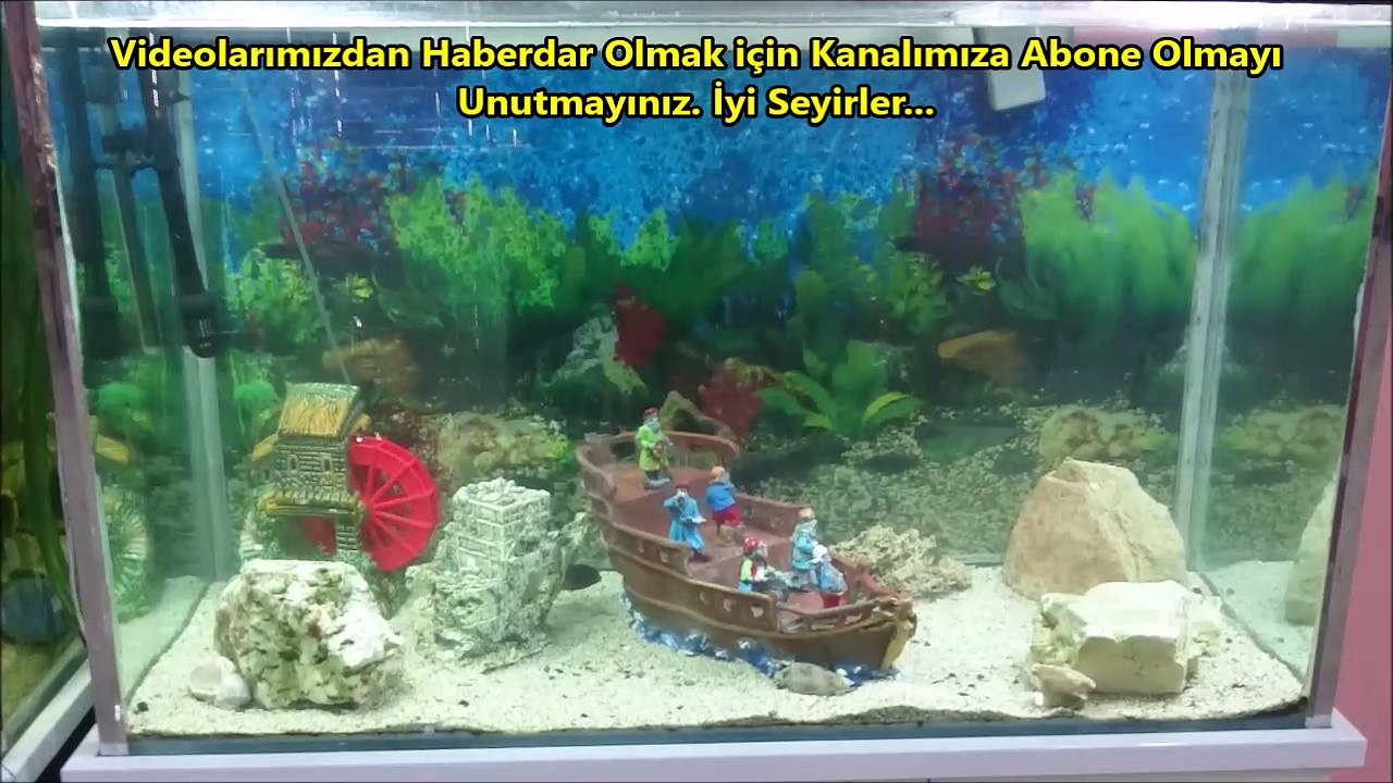 Tropheus İkola Akvaryumu