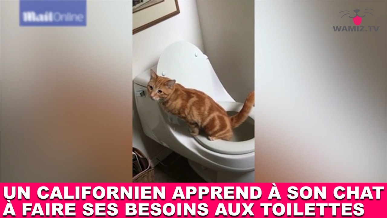Un californien apprend à son chat à faire ses besoins aux toilettes! L'exploit dans la minute chat #157