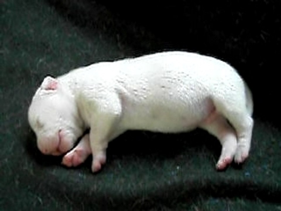 Un bébé dogue argentin bien rassasié