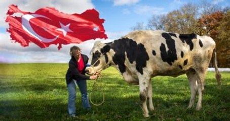 Yeni Hayvancılık Destek Paketi Hazır, Bugün Bakanlar Kuruluna Sunulacak
