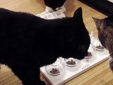 Trixie Cat Activity Fun Board, comedero inteligente para gatos
