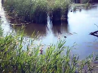 La llacuna del Riet Vell