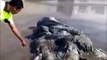 Une créature marine inconnue découverte au mexique, échouée sur une plage