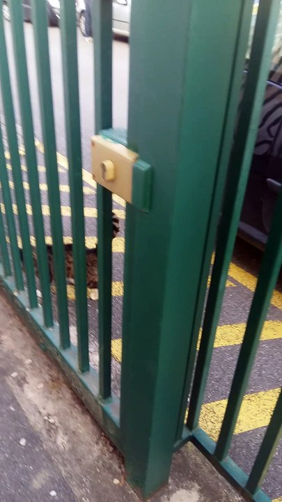 Le terrain à Emerainville où nous avions nos cabanes et nos chats