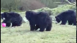 Медведи и воздушный шарик