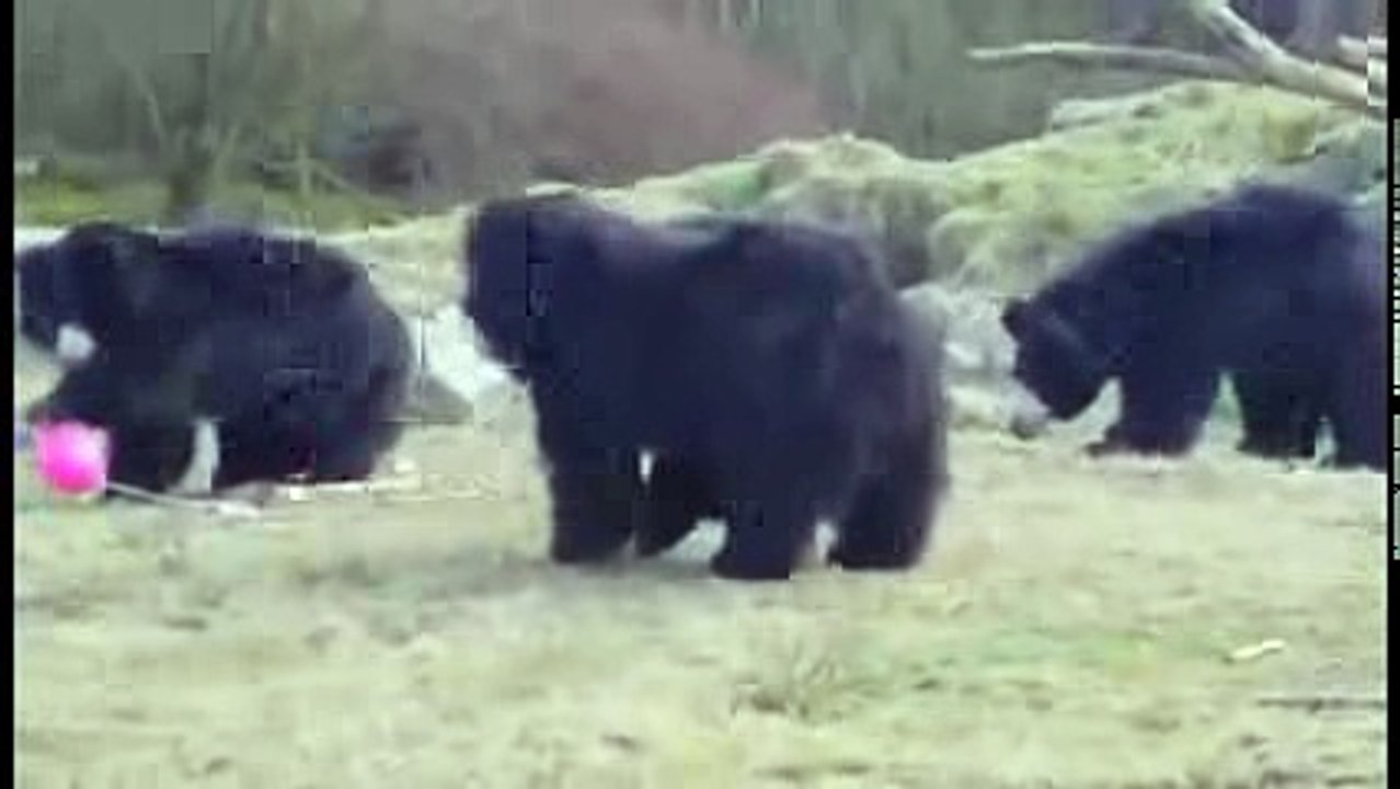 Медведи и воздушный шарик