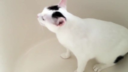 Cat sneezes 51 times