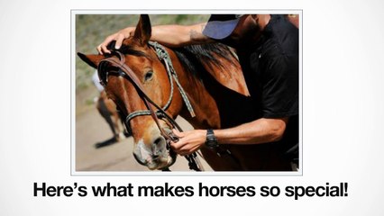 Here’s what makes horses so special!