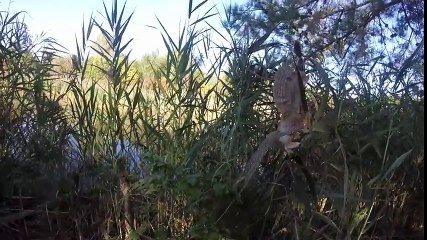 5 screech owl