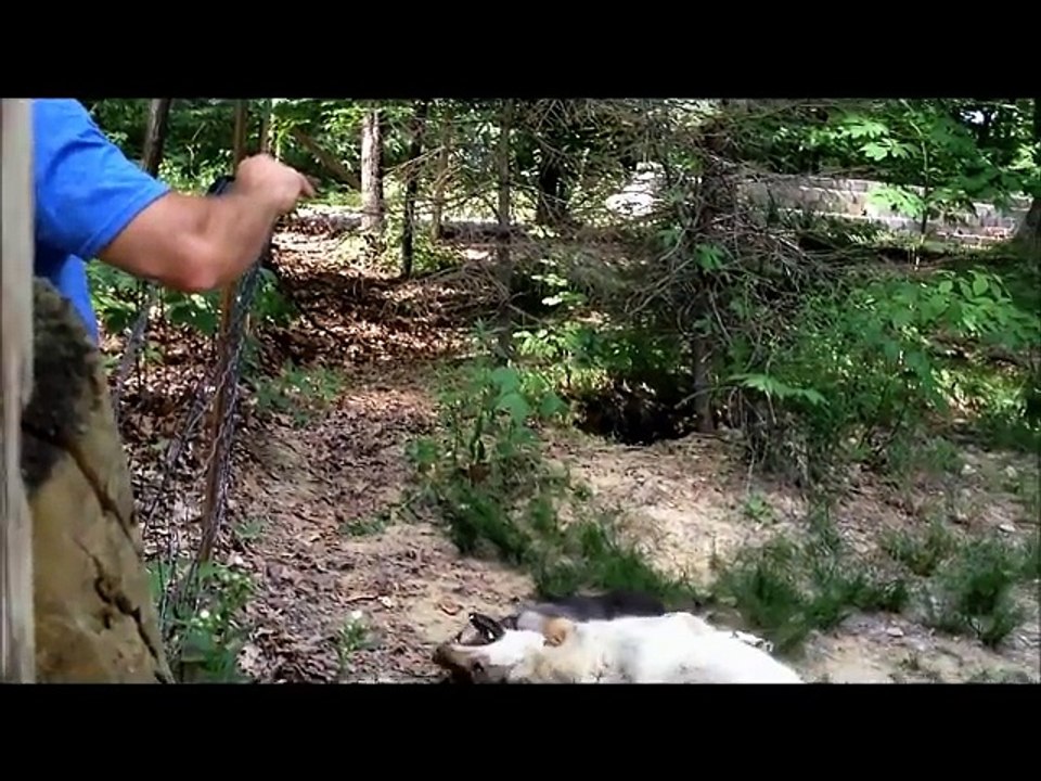 04 Wolf vs German Shepherd