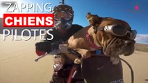 Vous avez déjà vu un chien piloter une moto? Ou faire du vélo? Voici le Zapping Chiens Pilotes