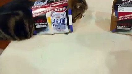 What's better than one box That's right-Funny cat Videos