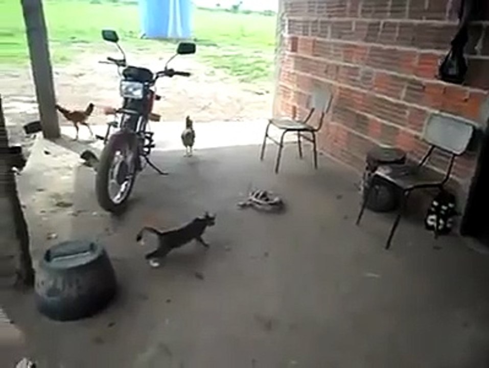 WhatsApp funny videos -