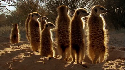Drongo Bird Tricks Meerkats - Africa