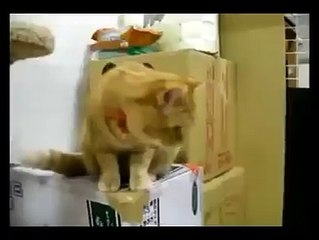 When his automatic cat feeder says it's time to eat, all bets are off.