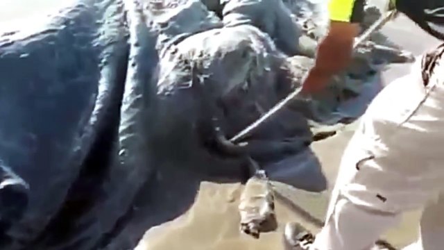 Une créature étrange découverte sur une plage du Mexique
