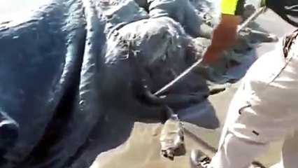 Une créature étrange découverte sur une plage du Mexique