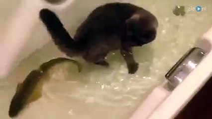 You don't see this very often-Best funny cat Videos