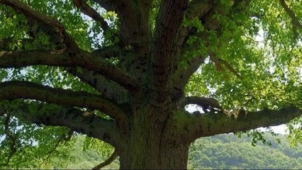 Je perds du poids - Séance d'hypnose