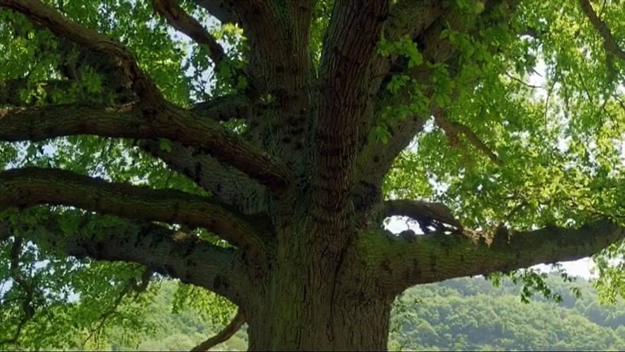 Je perds du poids - Séance d'hypnose