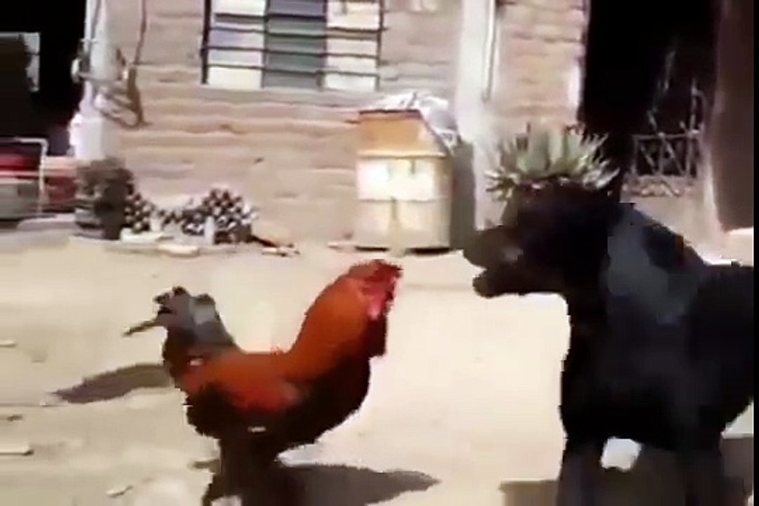 بالفيديو شاهد معركة طاحنة بين كلب وديك تنتهى بطريقة عجيبة