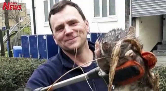 Giant rat found in London Gas engineer finds rodent 'bigger than a small child'
