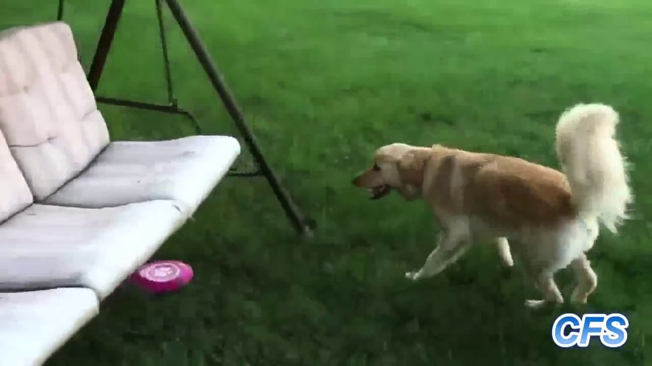 Girl and her DOGS - Dog Fail Complation