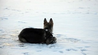 Wylie in the snow