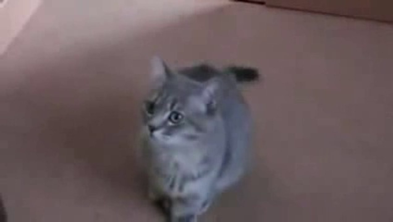 New 2016 Funny Things - Funny Videos - pa pa please begging super cute Cat