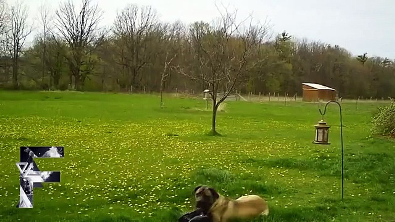 Funny Animals Video - Super Collection