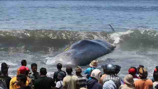 El cuerpo de un cachalote varado en una playa de Bali atrae a decenas de curiosos