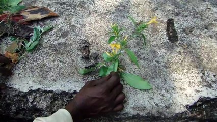 Medicinal Plants of Pune for Vitiligo: Pankaj Oudhia's Medicinal Plant Database