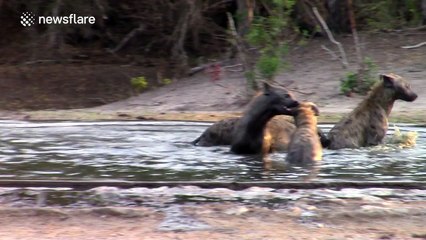 Hyenas cool off and play around in waterhole