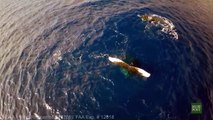 Buzz : A Hawaï, des chercheurs filment une baleine qui aime rêver la tête à l'envers !