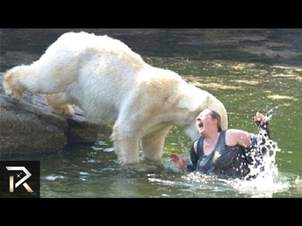 10 Unbelievable Animal Attack Stories!