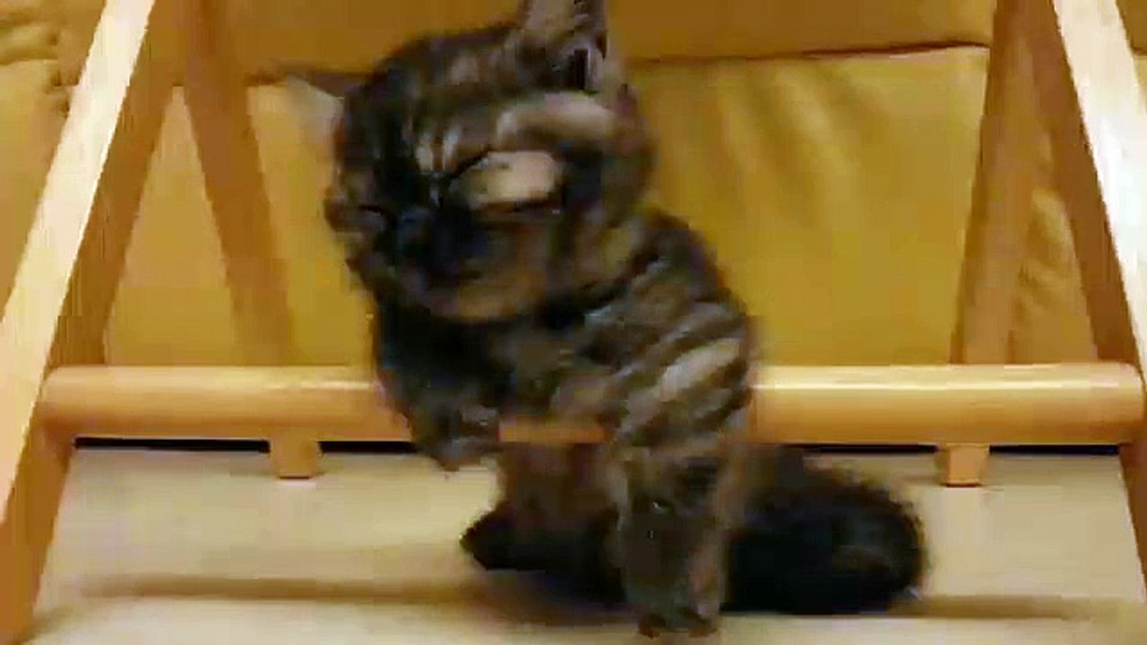Ce chat qui aurait besoin d’une bonne sieste