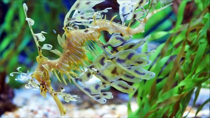 Dünyanın En Tuhaf 10 Hayvanı