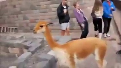 Genç kızın yüzüne tüküren lama