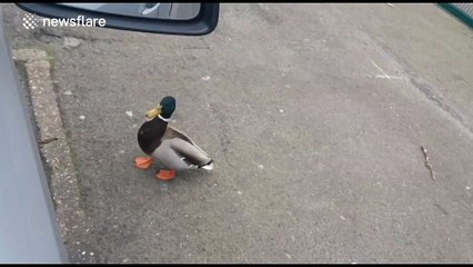 Angry duck tries to attack car passengers
